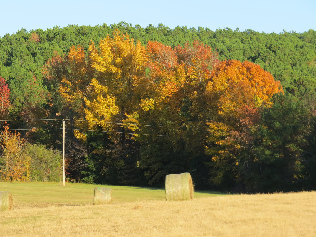 Fall Through My Lens — 6 Autumn Photography Prints